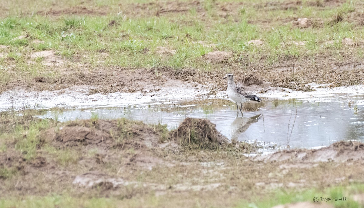 American Golden-Plover - ML433700691