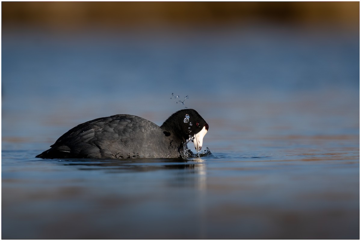 American Coot - ML433700901