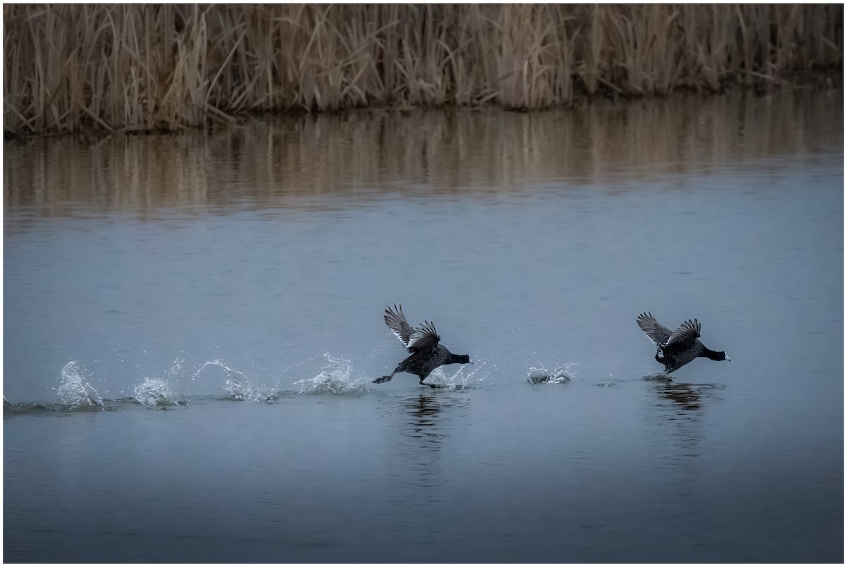 American Coot - Shawn Moorman