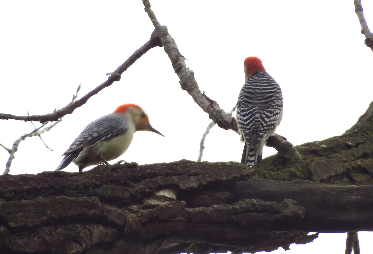 Red-bellied Woodpecker - ML433704561