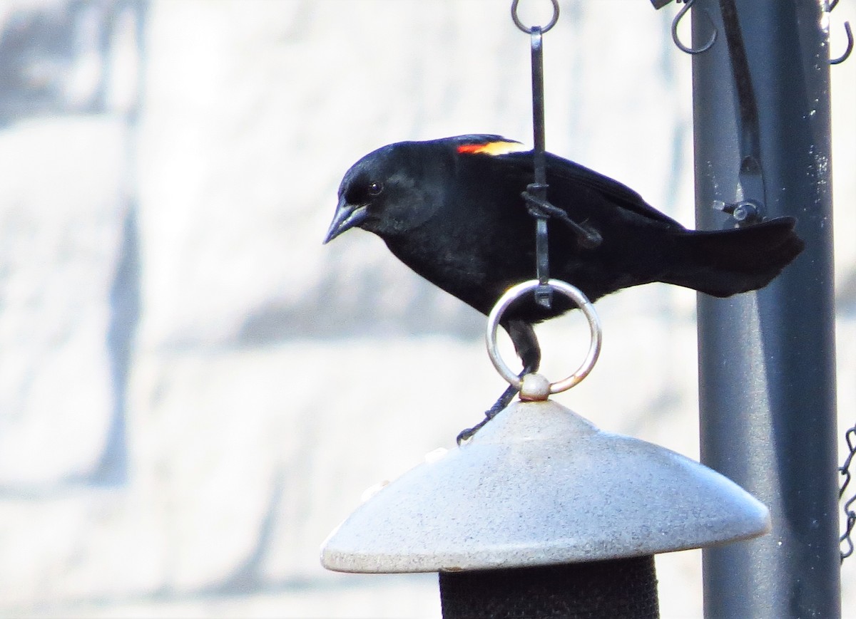 Red-winged Blackbird - ML433706211