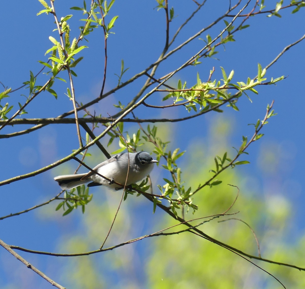 Blue-gray Gnatcatcher - ML433706641