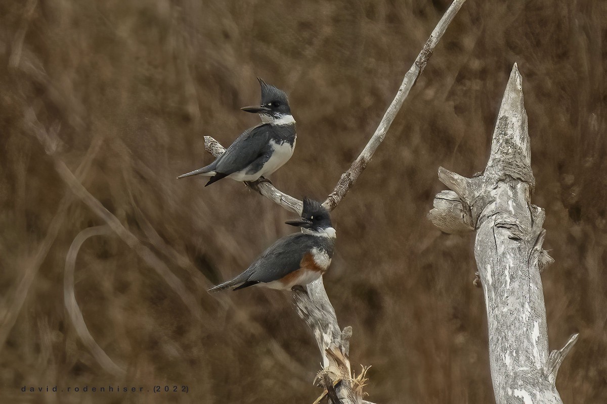 Belted Kingfisher - David Rodenhiser