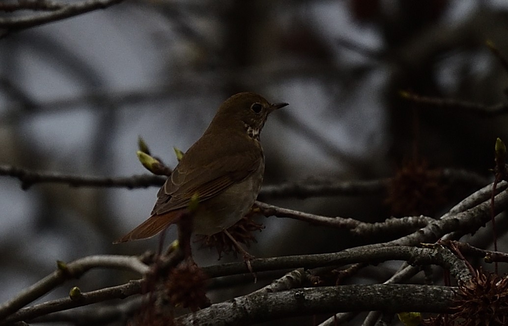 Hermit Thrush - ML433707951