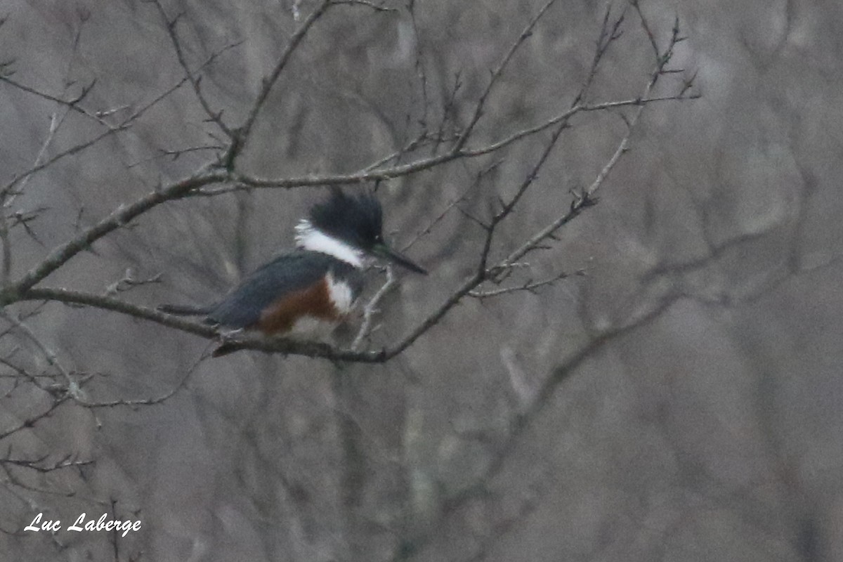 Belted Kingfisher - ML433708261