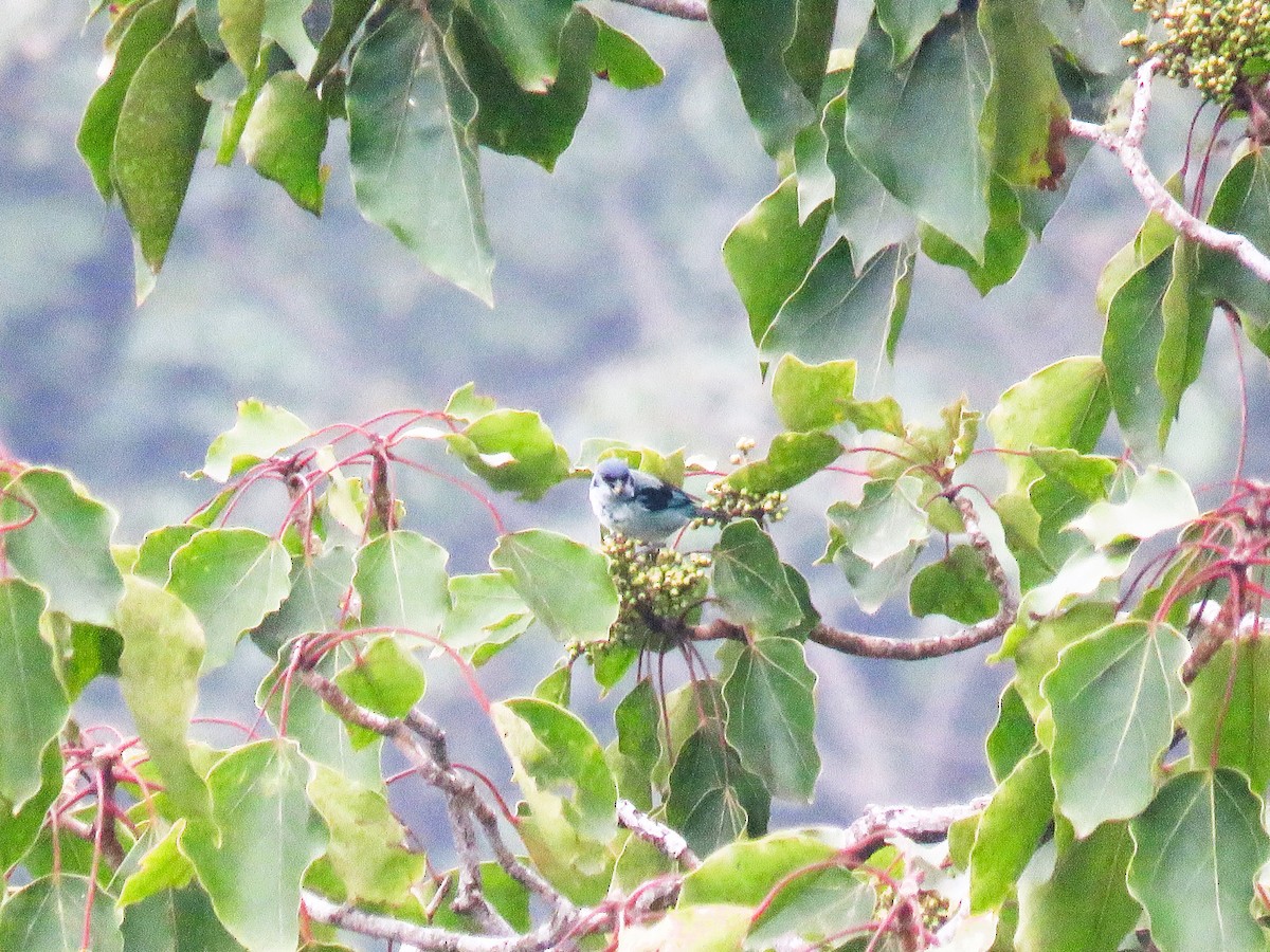 Azure-rumped Tanager - ML433709211