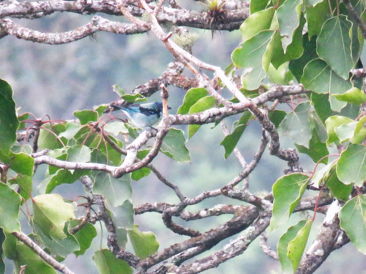 Azure-rumped Tanager - ML433709221