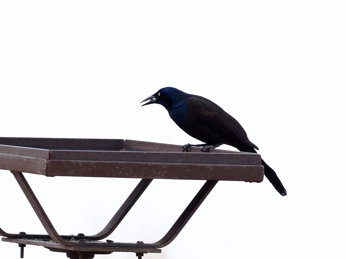 Common Grackle - ML433710491