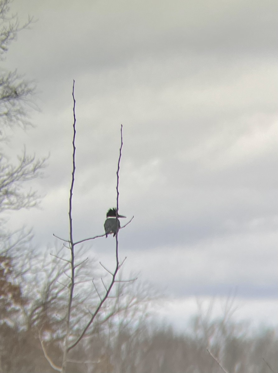 Belted Kingfisher - Morgan Waller