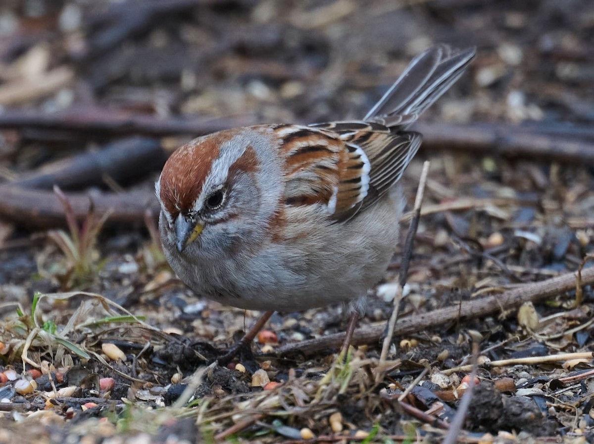 American Tree Sparrow - ML433713021