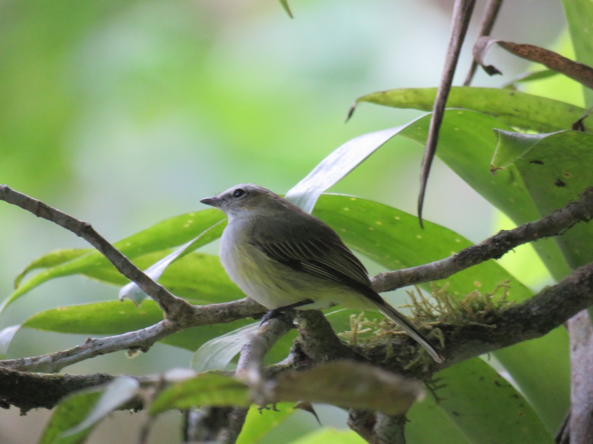 Tyranneau gobemoucheron - ML433713411