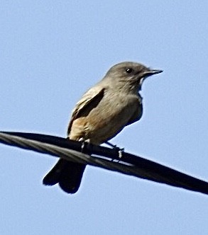 Say's Phoebe - ML433715671