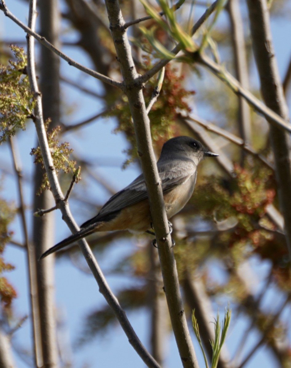 Say's Phoebe - ML433715681