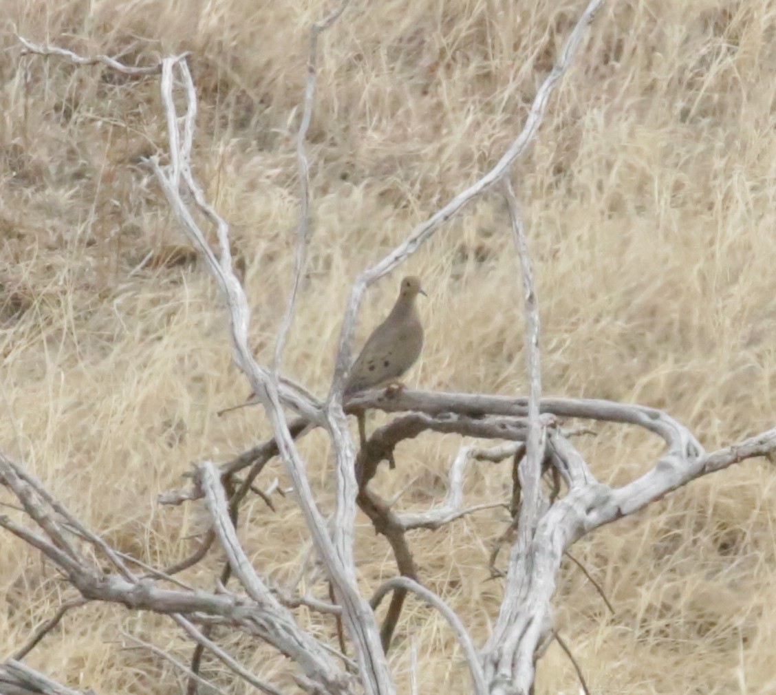 Mourning Dove - Donna Stumpp