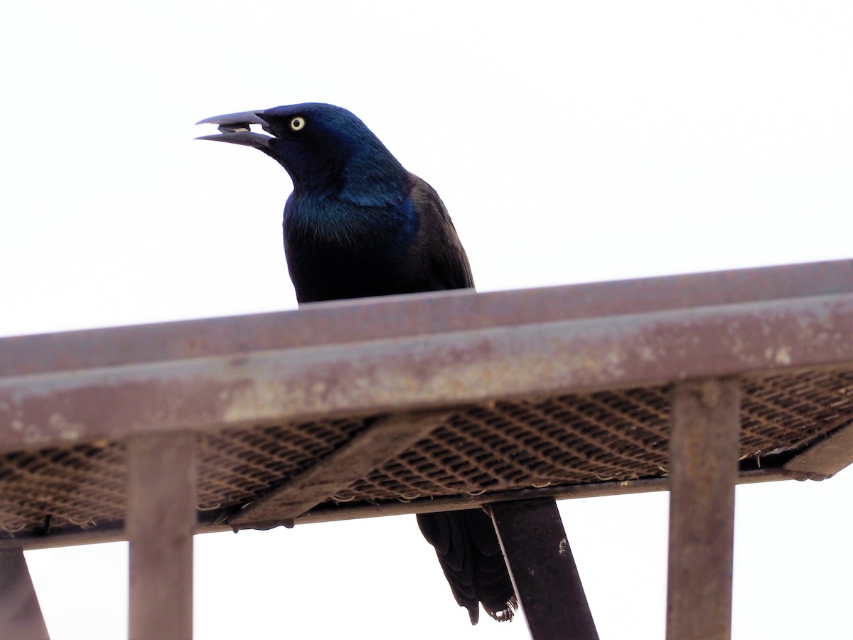 Common Grackle - ML433718831