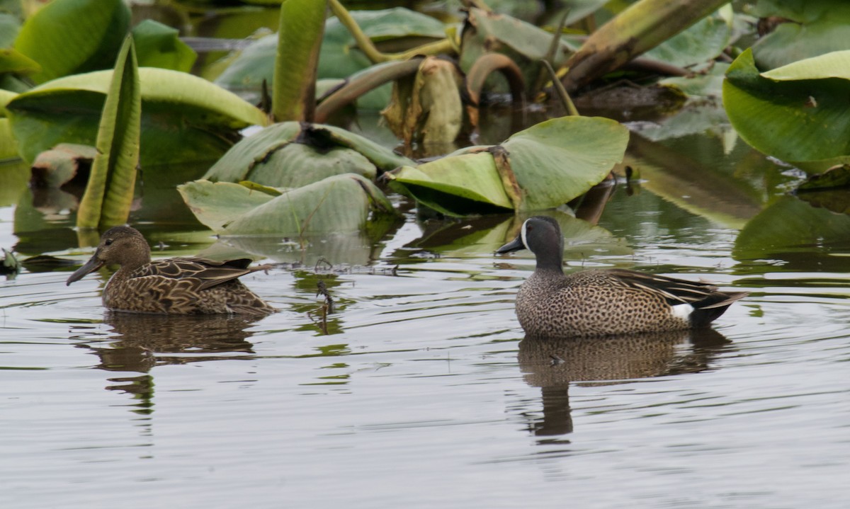 Blue-winged Teal - ML433721331