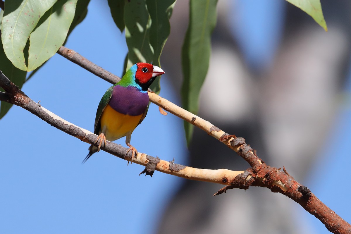 Gouldian Finch - ML433721951