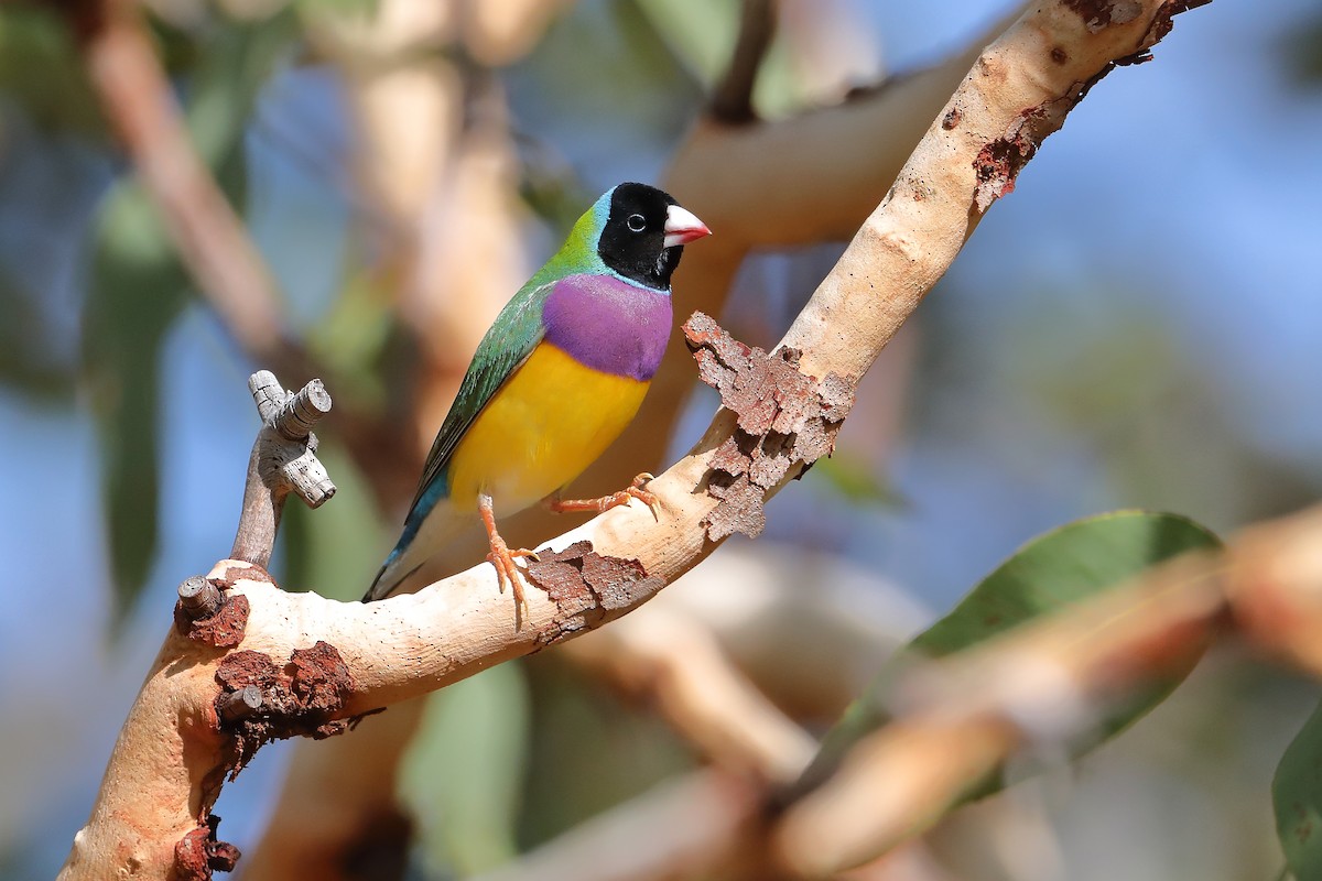 Gouldian Finch - ML433721961