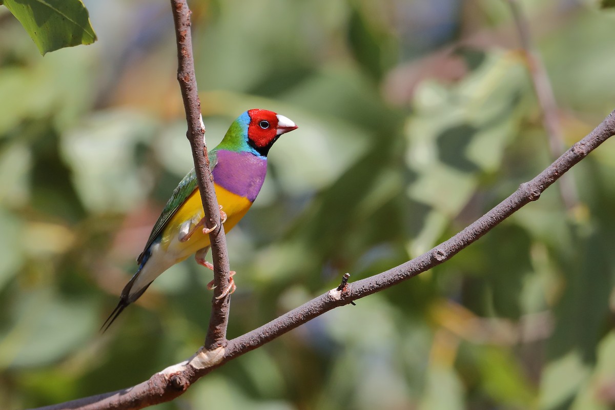 Gouldian Finch - ML433721971