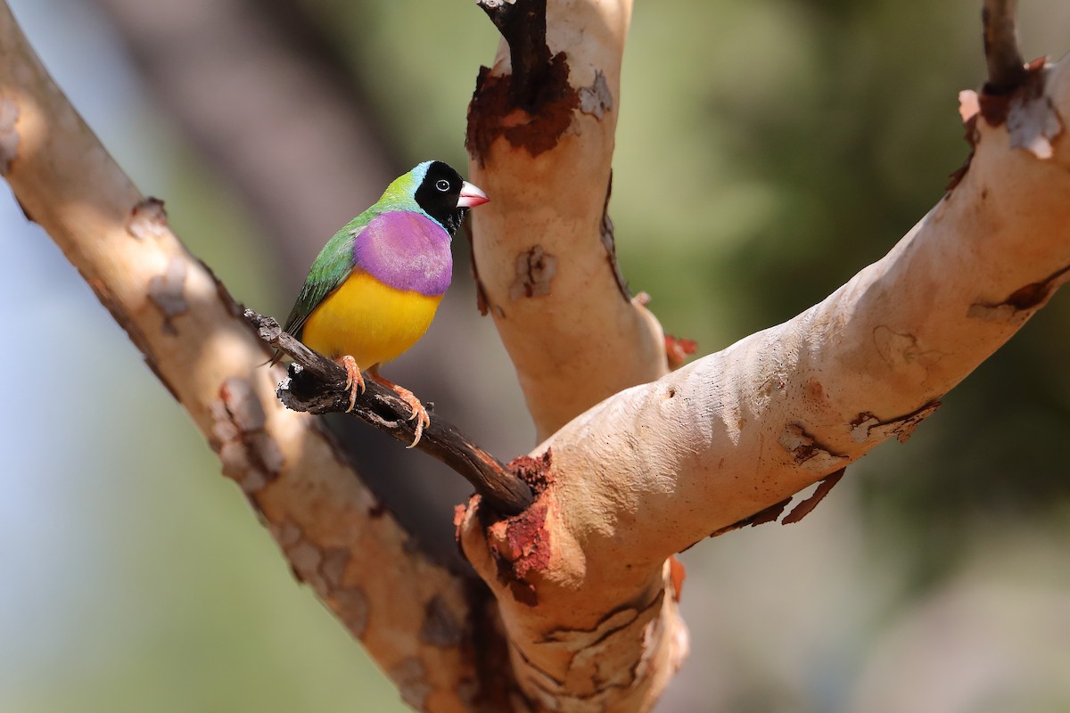 Gouldian Finch - ML433722031