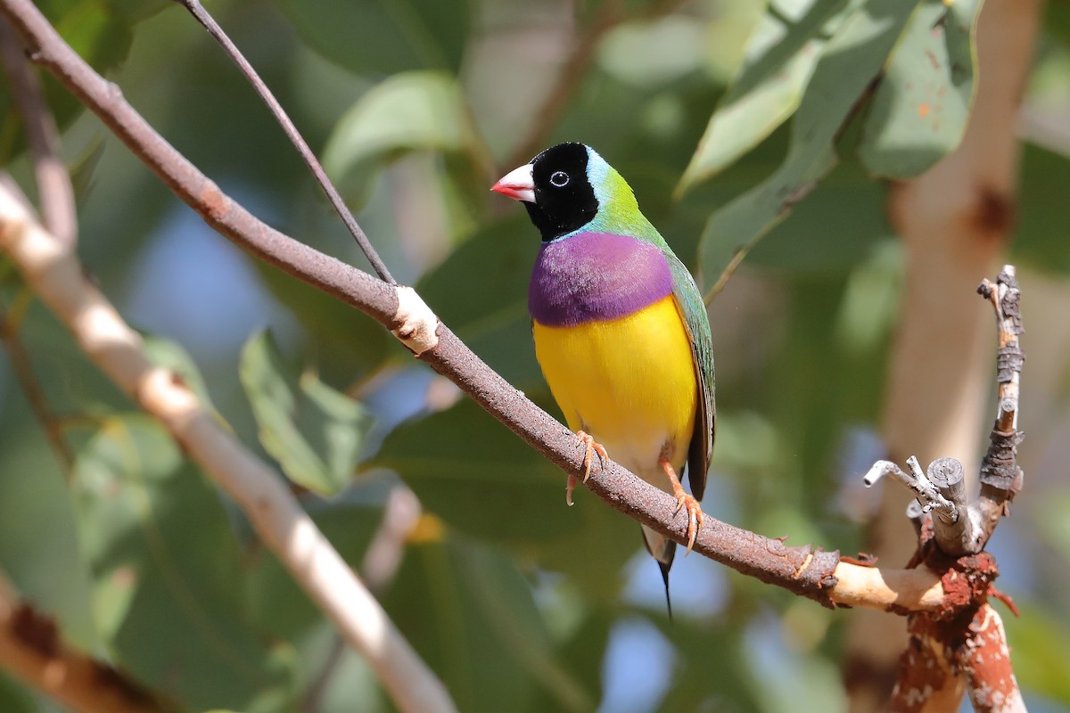 Gouldian Finch - ML433722071