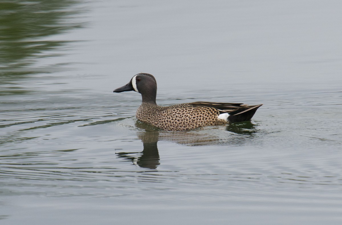 Blue-winged Teal - ML433722371