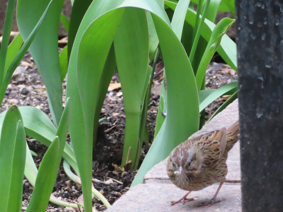 Lincoln's Sparrow - ML433723041