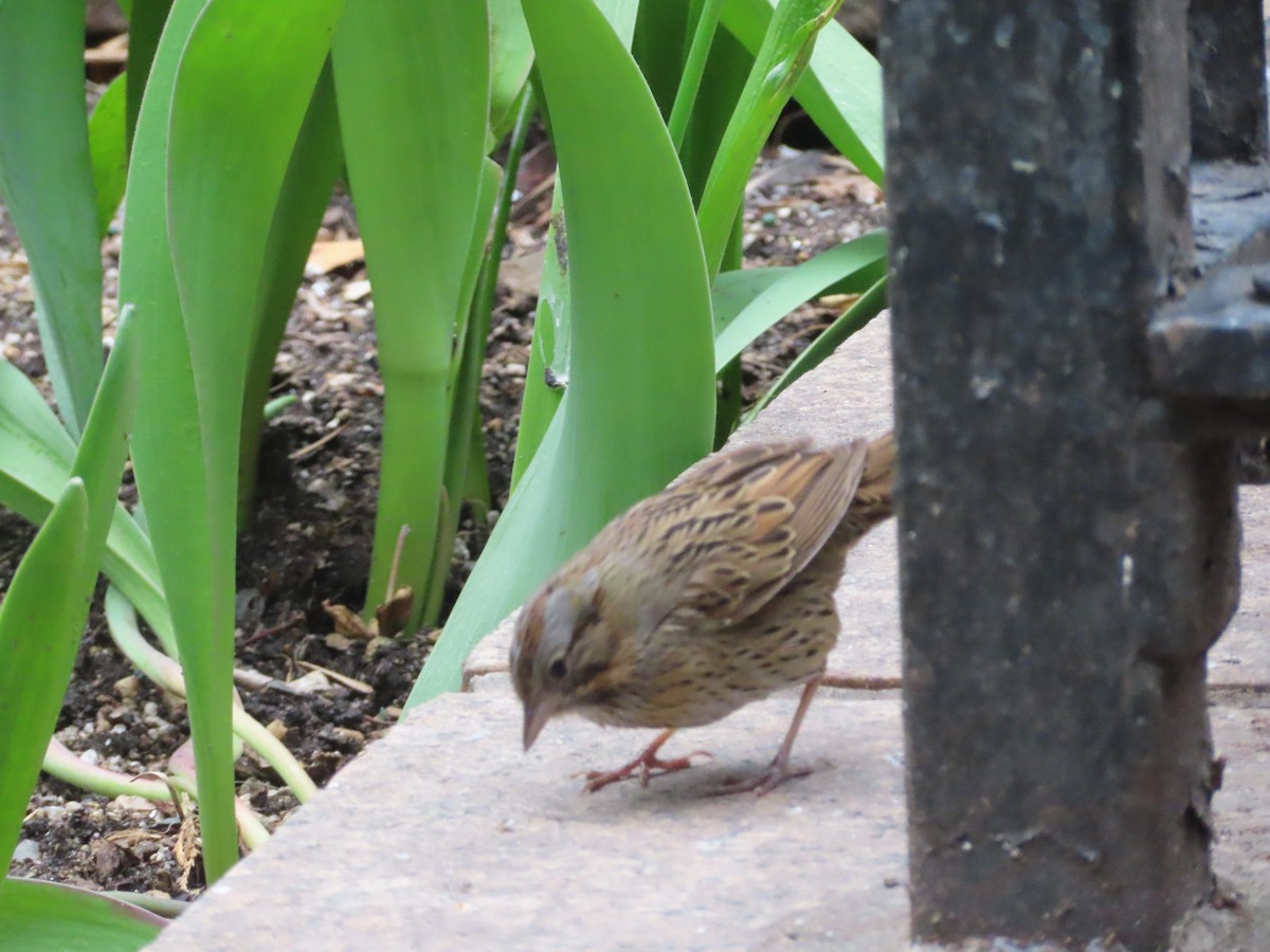 Lincoln's Sparrow - ML433723051