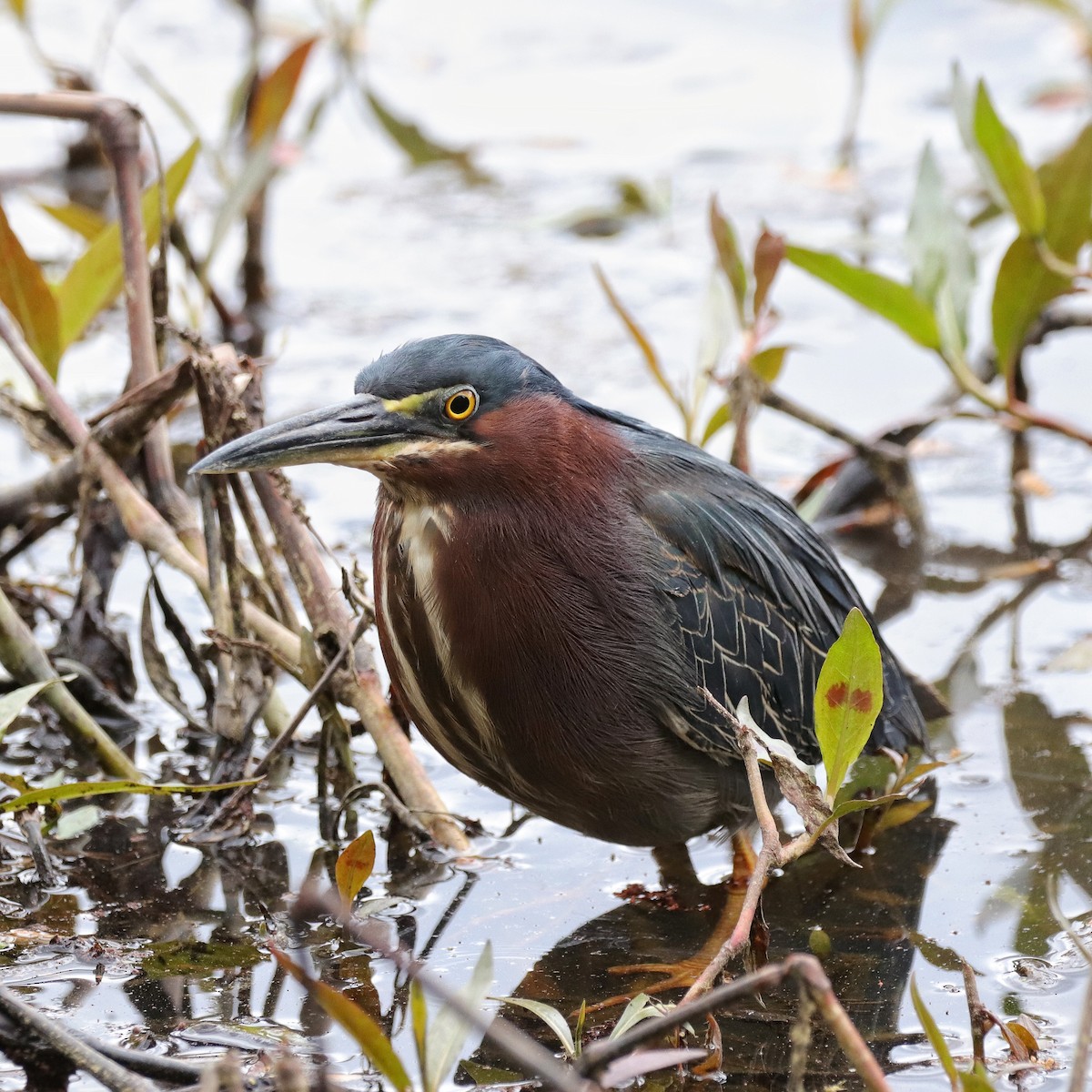 Green Heron - ML433723291