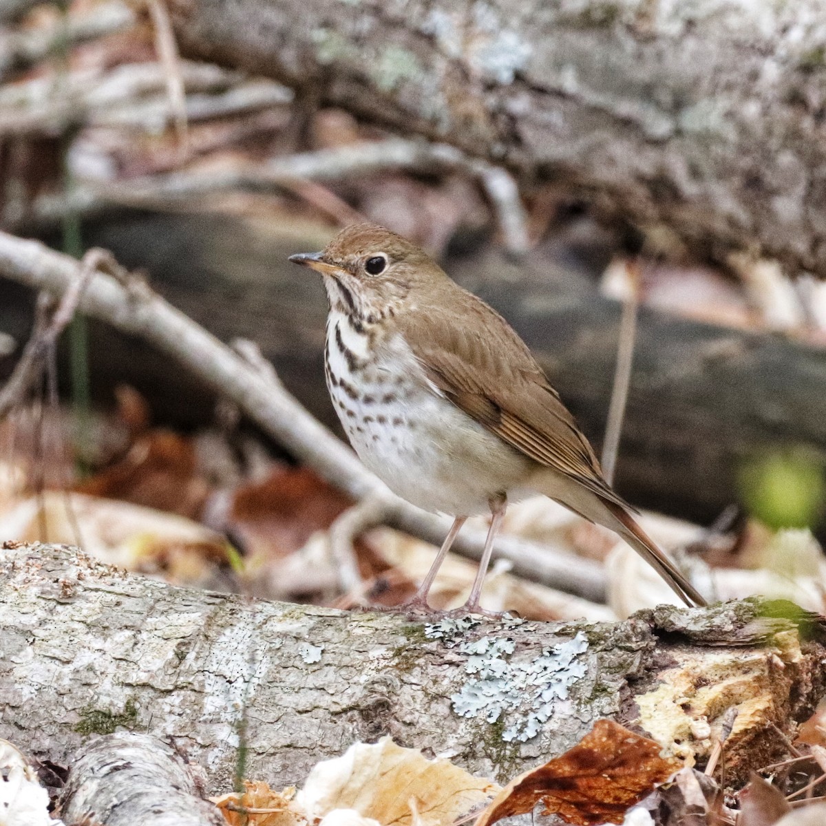 Hermit Thrush - ML433723531