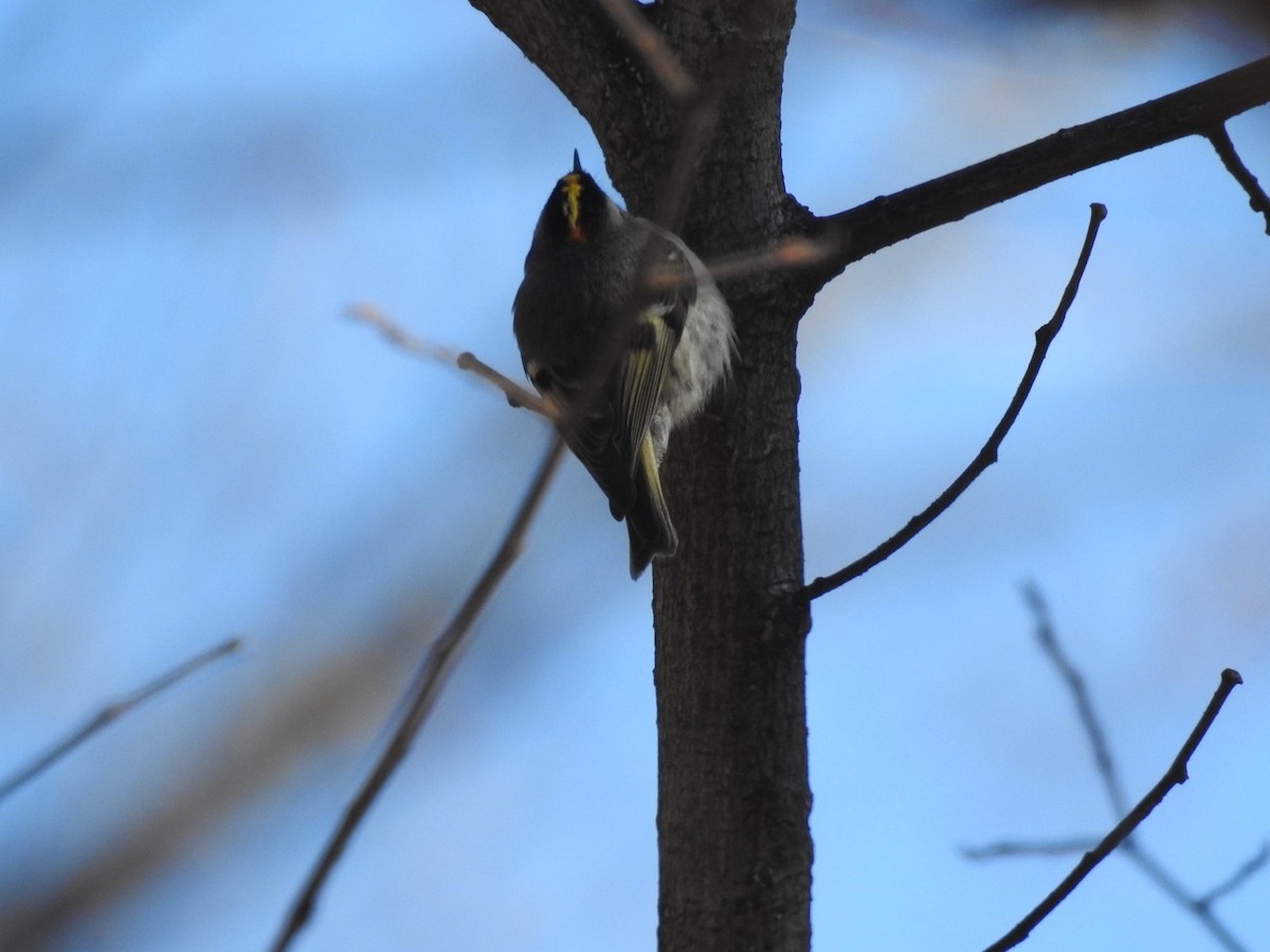 Golden-crowned Kinglet - Nick Giefer