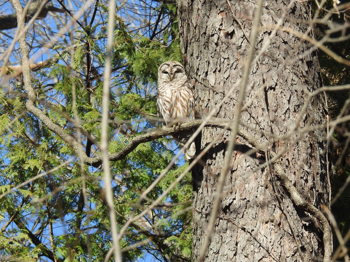 Barred Owl - ML433724871