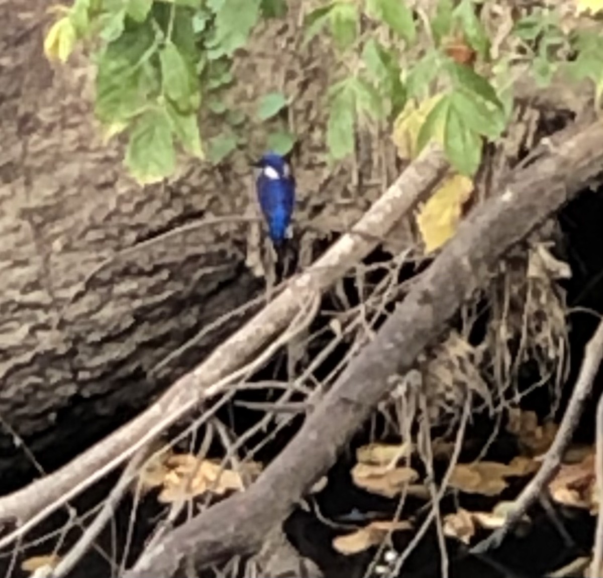 Azure Kingfisher - ML433725591