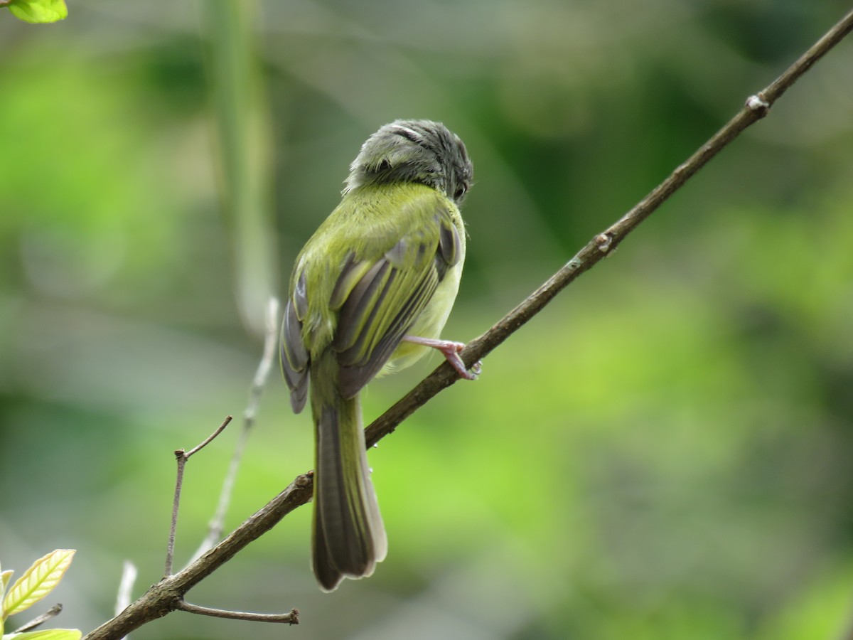 Yellow-olive Flatbill (Gray-headed) - ML433727001