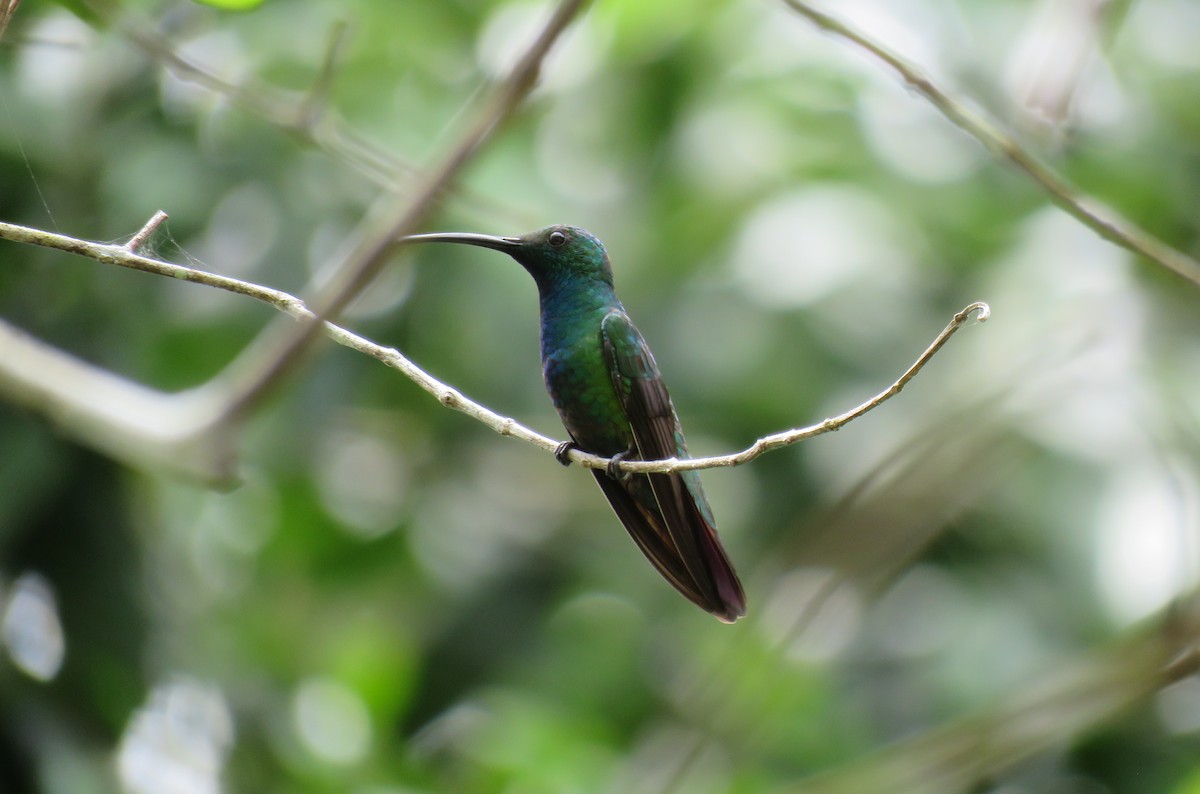 Green-breasted Mango - ML433727251