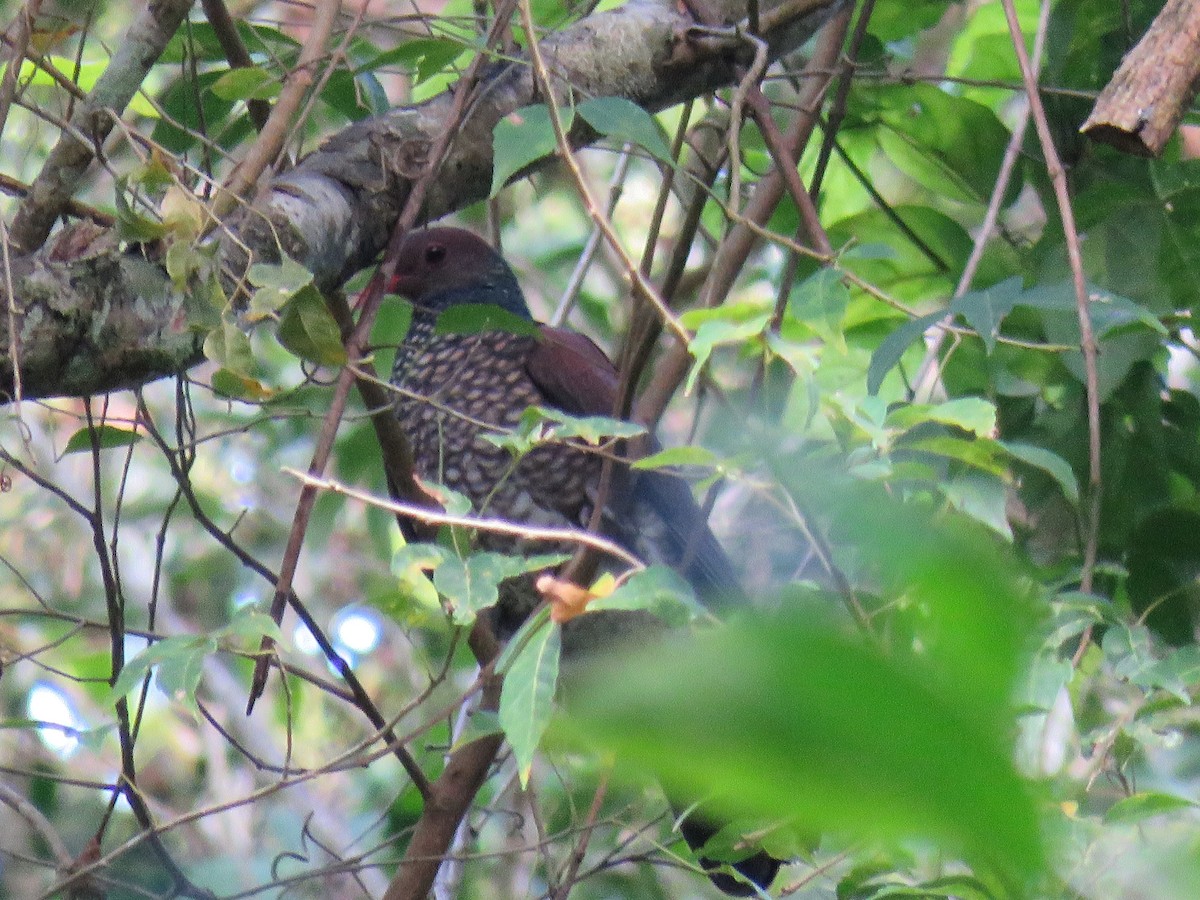 Scaled Pigeon - ML433728661