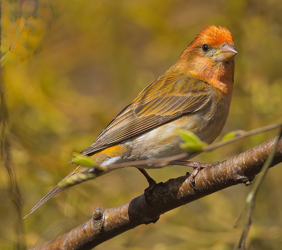 House Finch - ML433729071