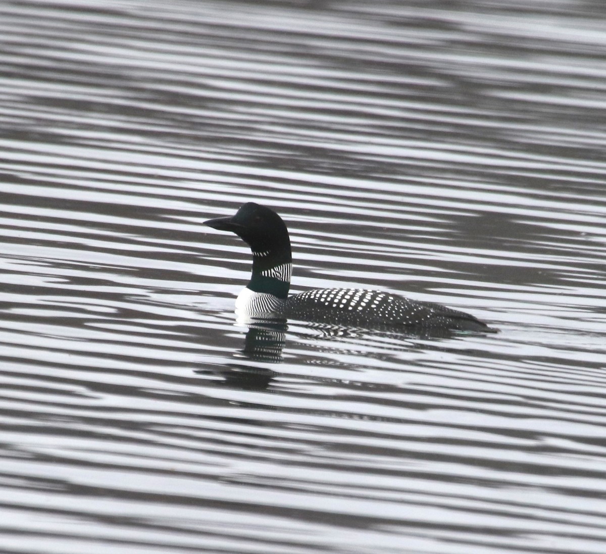 Common Loon - ML433730171