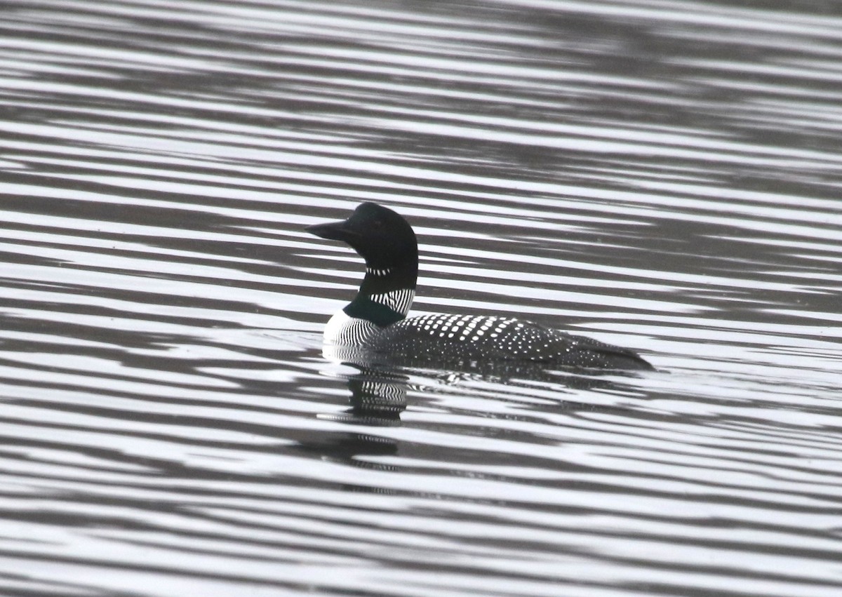 Common Loon - ML433730221