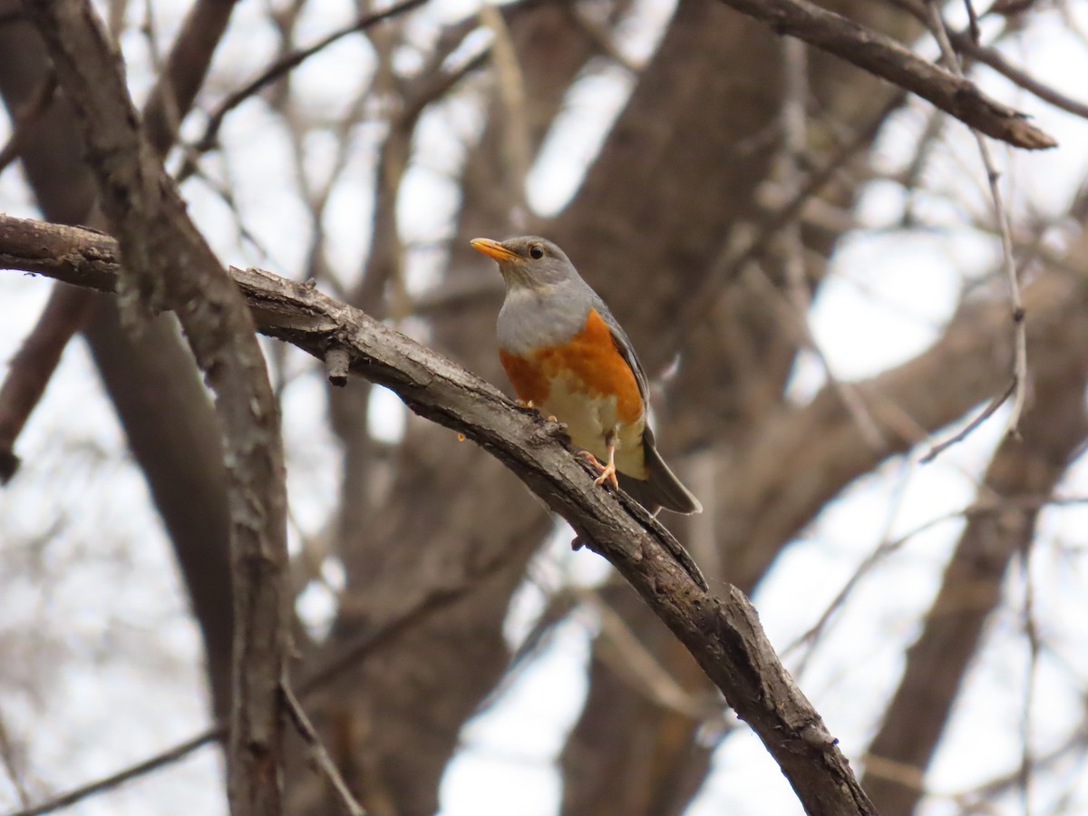 Gray-backed Thrush - ML433730411