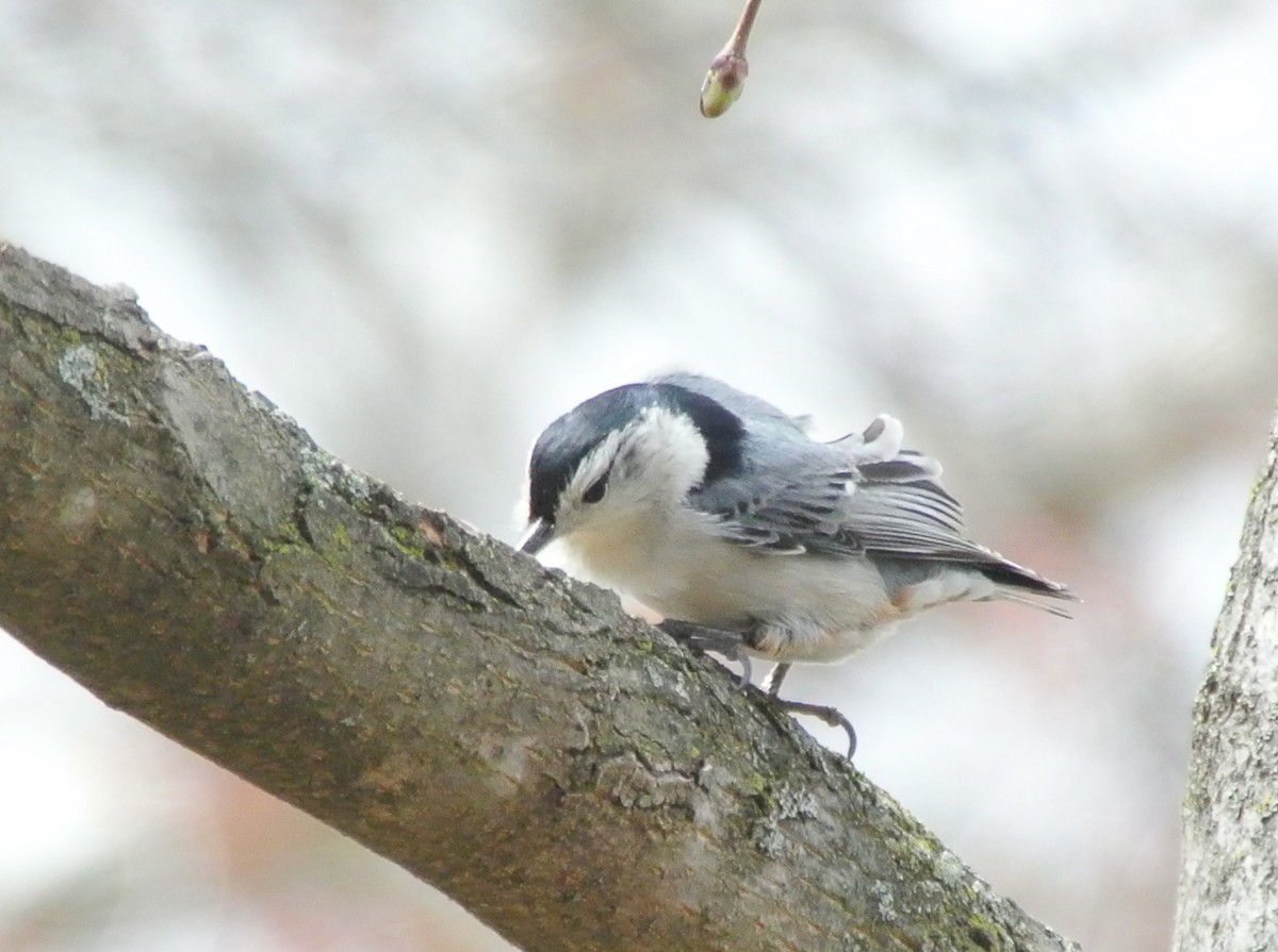 White-breasted Nuthatch - Yumi Doga