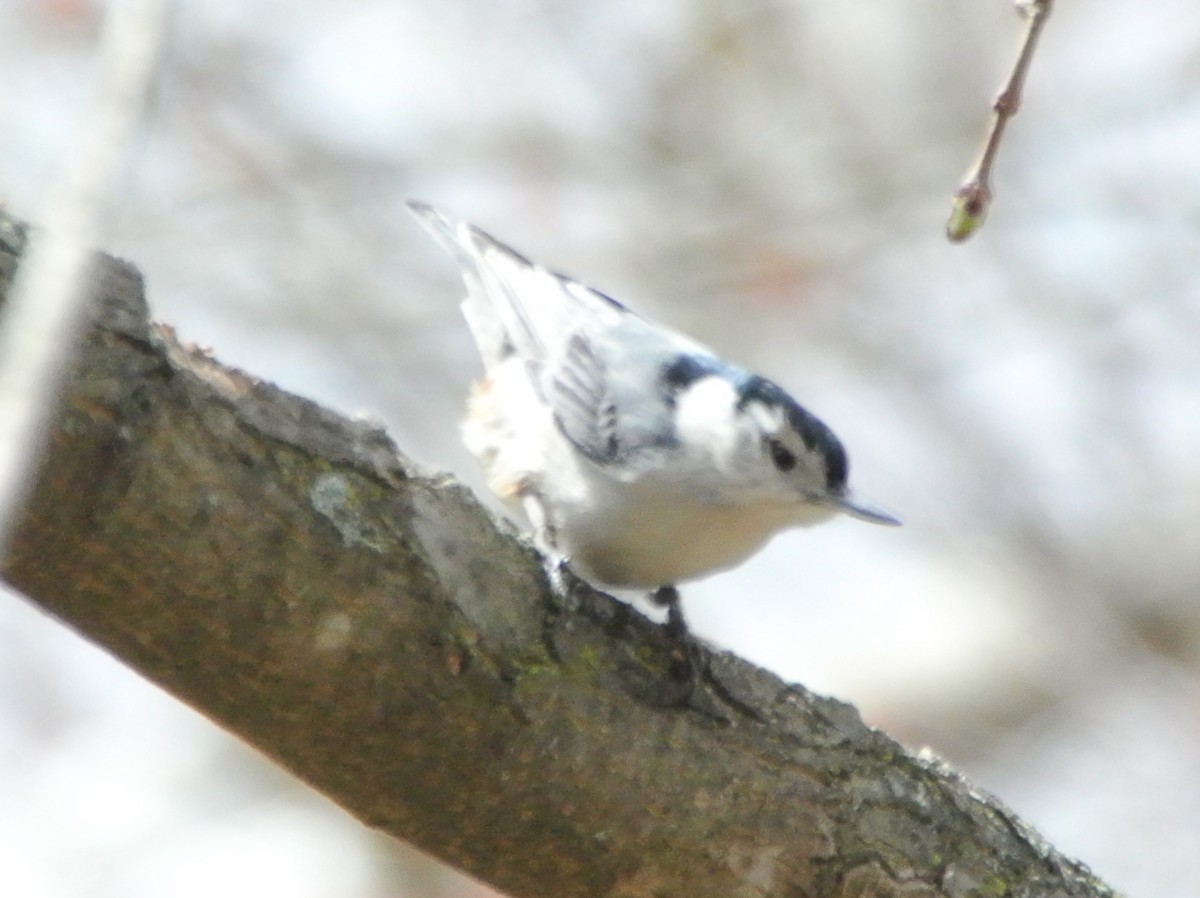 White-breasted Nuthatch - ML433733471