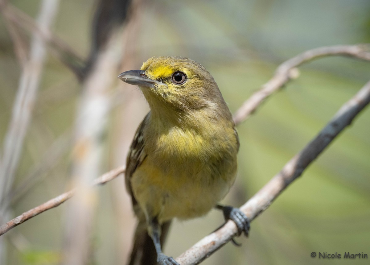 Vireo Piquigrueso - ML433733531