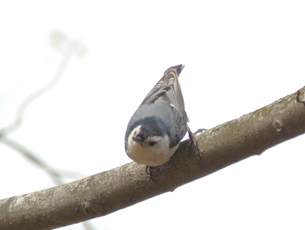 White-breasted Nuthatch - ML433733551