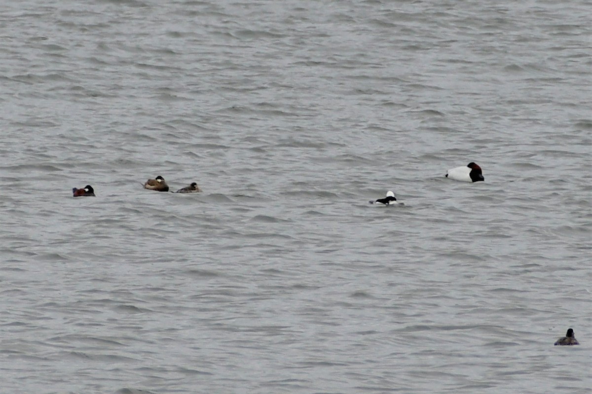 Ruddy Duck - ML433733641