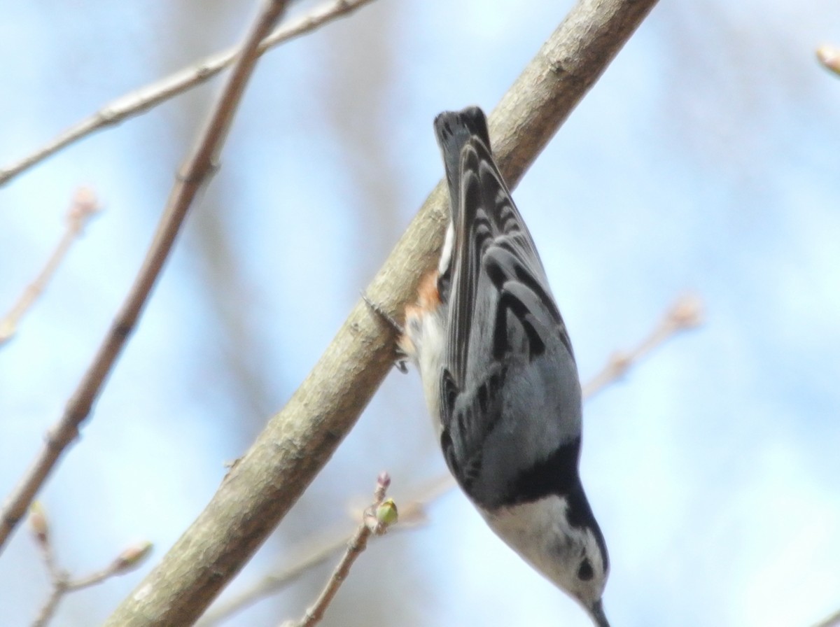 White-breasted Nuthatch - ML433733651