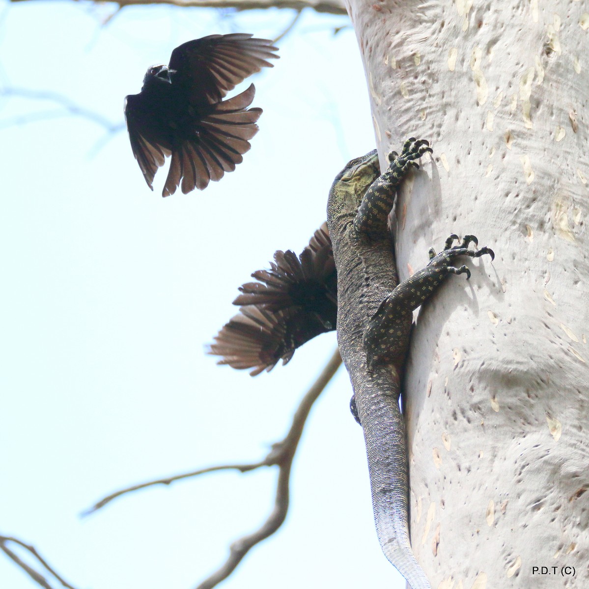 Spangled Drongo - ML43373691