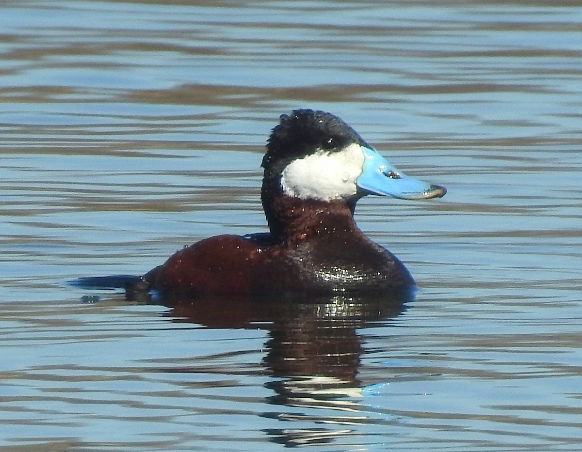 Ruddy Duck - Marjorie Wilson