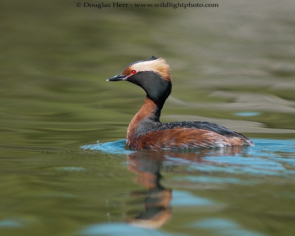 Horned Grebe - ML43373871