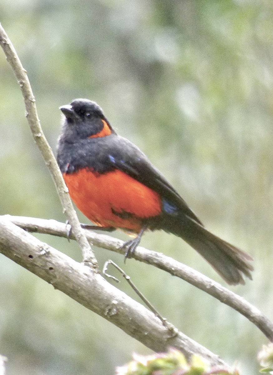 Scarlet-bellied Mountain Tanager - ML433738841